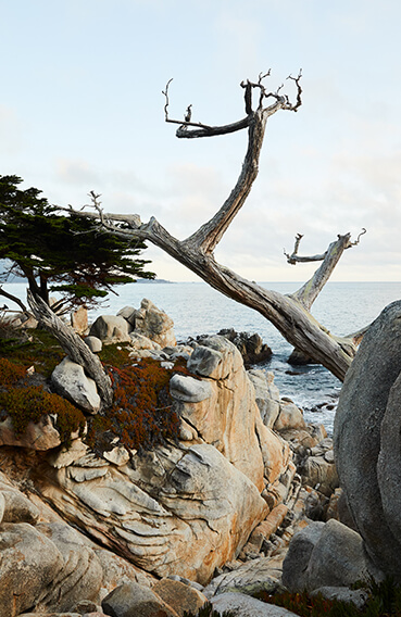 A tree on a rocky shore