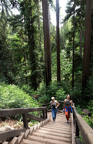 Two women walking up a wooden staircase a Big Sur forest