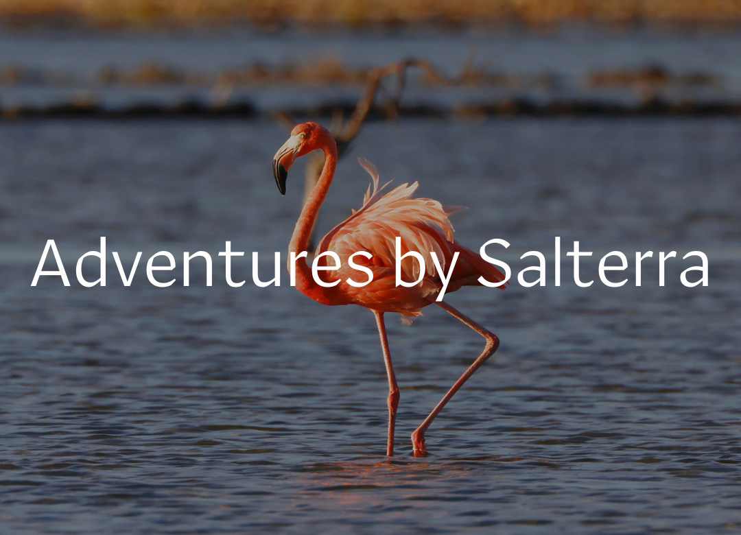 Adventures by Salterra