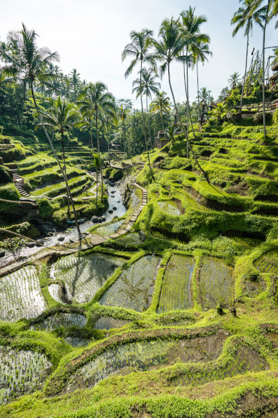 Terraced grassy hills in Bali